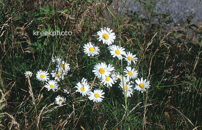 Leucanthemum vulgare