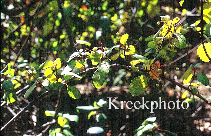 Ribes viburnifolium