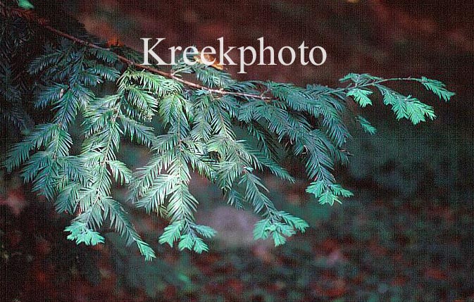 Sequoia sempervirens