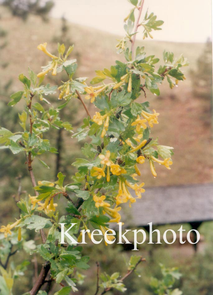 Ribes odoratum