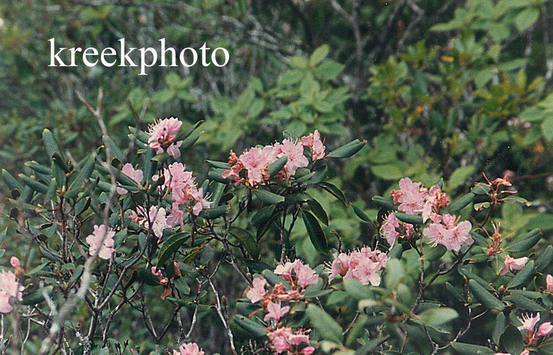 Rhododendron maximum