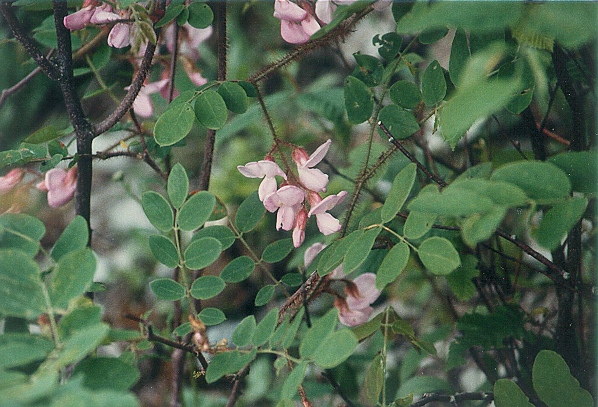 Robinia hispida