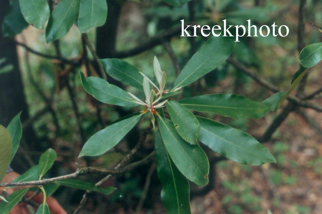 Rhododendron maximum