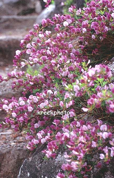 Chamaecytisus purpureus