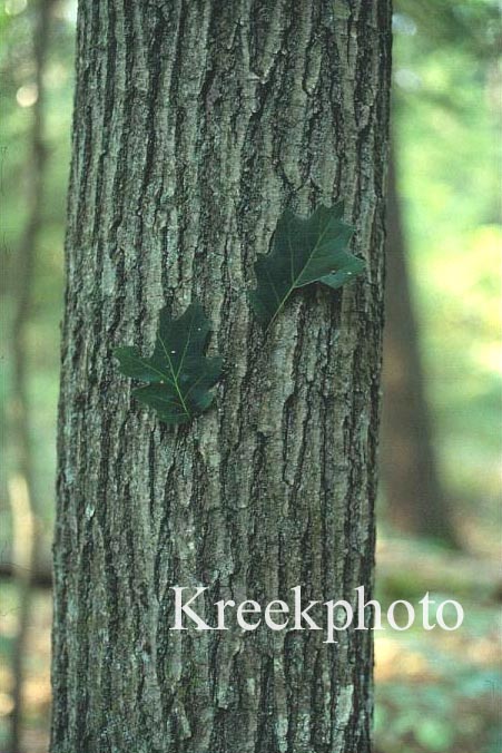 Quercus rubra