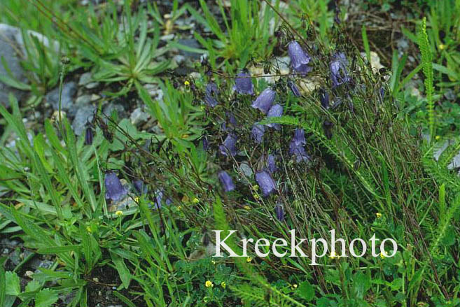 Campanula cochleariifolia