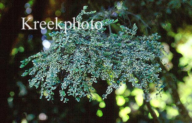 Azara microphylla 'Variegata'