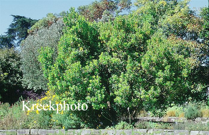 Arbutus unedo 'Compacta'