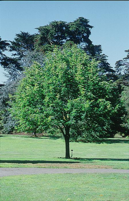 Tilia cordata 'Rancho'