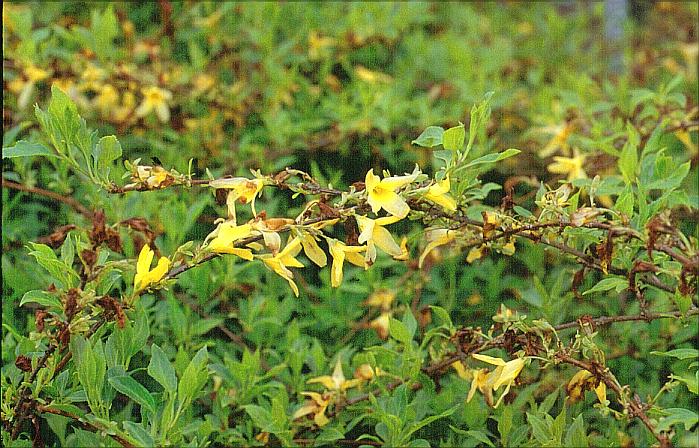 Forsythia viridissima koreana