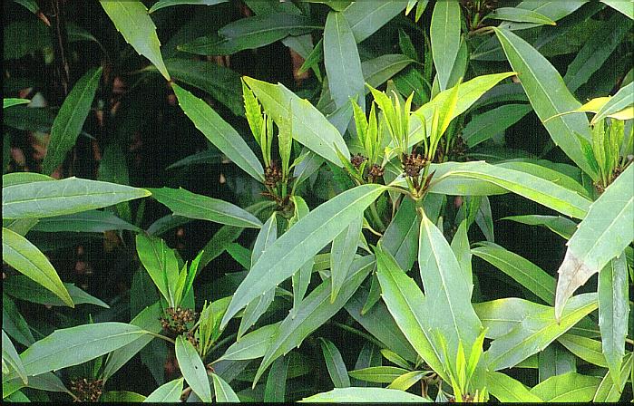 Aucuba japonica 'Longifolia'