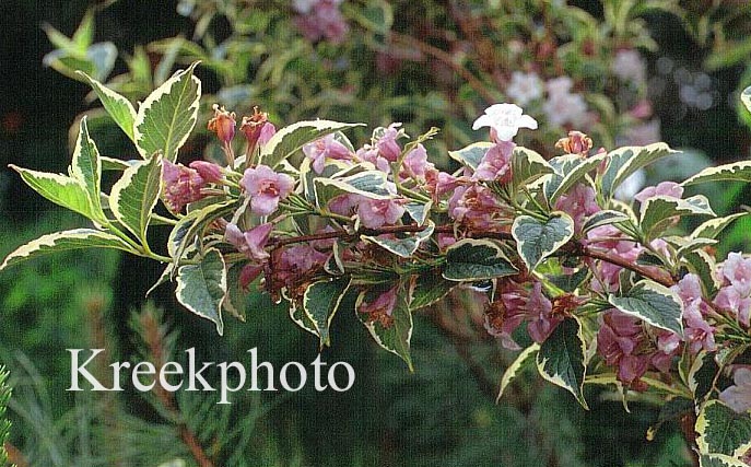 Weigela florida 'Variegata'