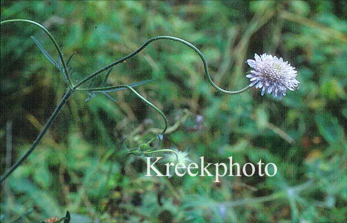 Knautia arvensis