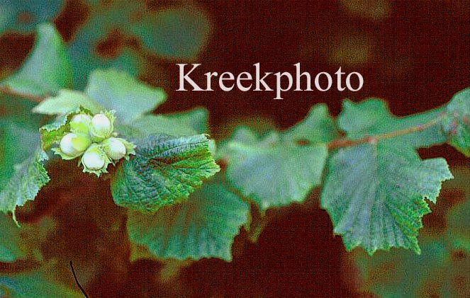 Corylus avellana