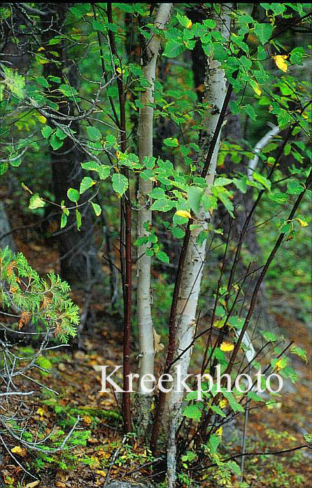 Betula papyrifera