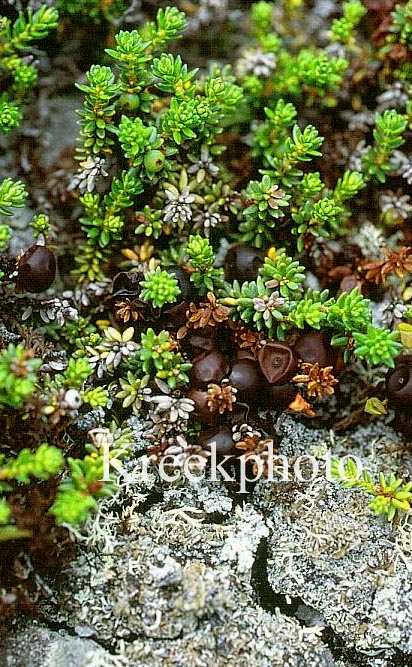 Empetrum nigrum