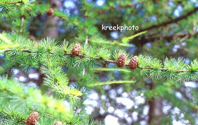 Larix decidua