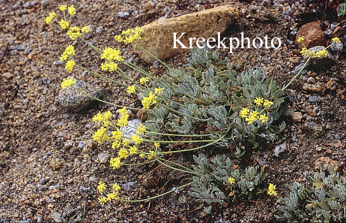 Eriogonum umbellatum