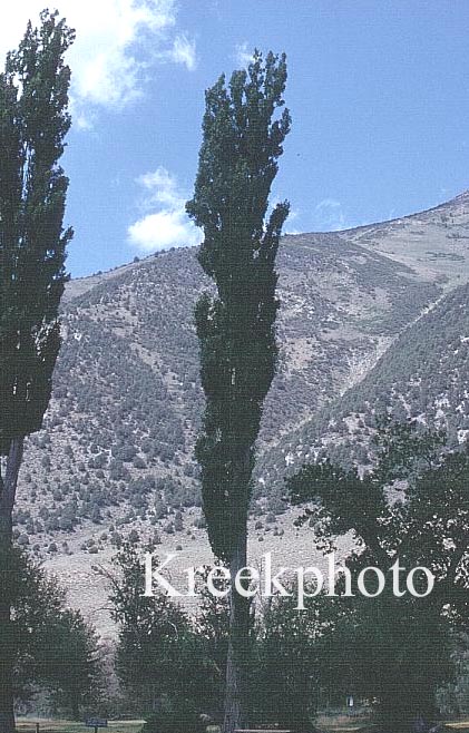 Populus nigra 'Italica'