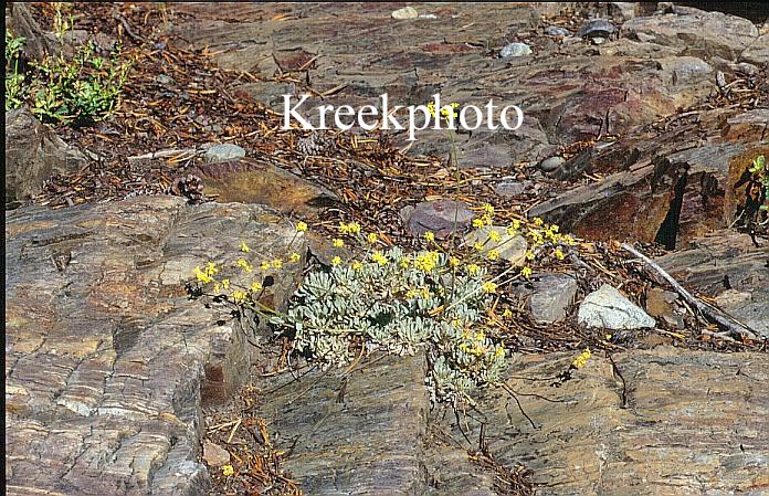 Eriogonum umbellatum