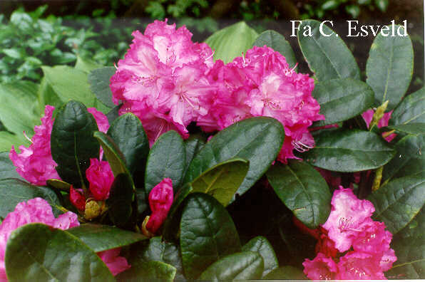 Rhododendron 'Blurettia'