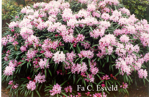 Rhododendron makinoi