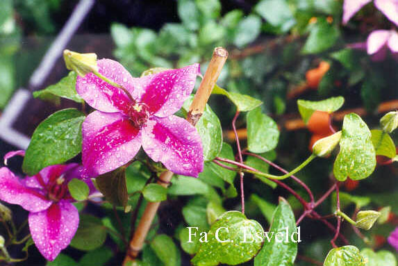 Clematis 'Mrs. N. Thompson'