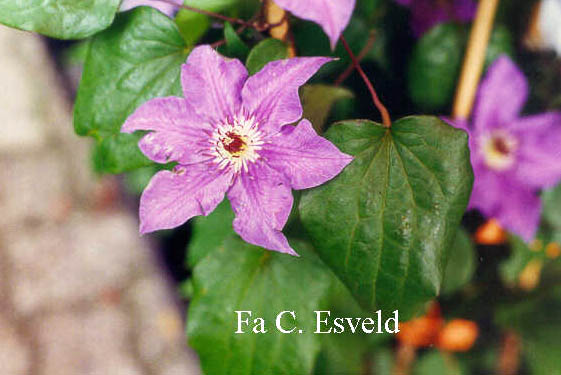 Clematis 'Lord Nevill'