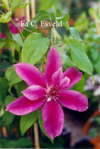 Clematis 'Doctor Ruppel'