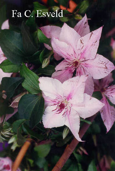 Clematis 'Pink Fantasy'