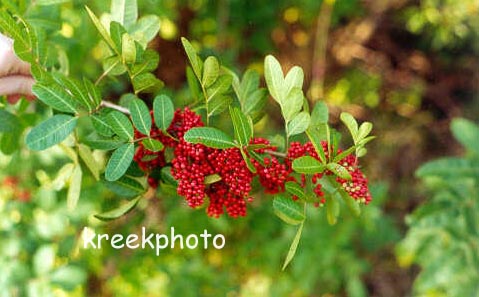 Schinus terebinthifolia