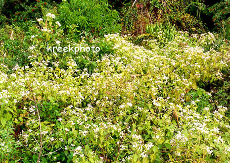 Ceanothus americanus