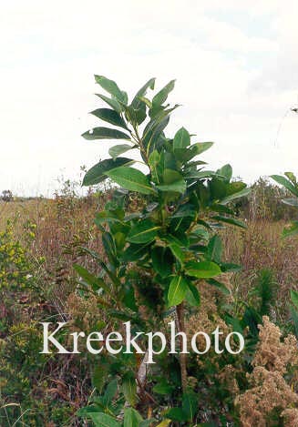 Magnolia virginiana