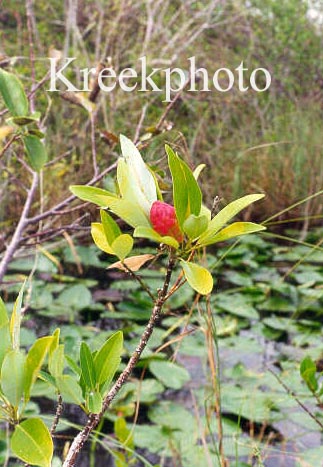 Magnolia virginiana