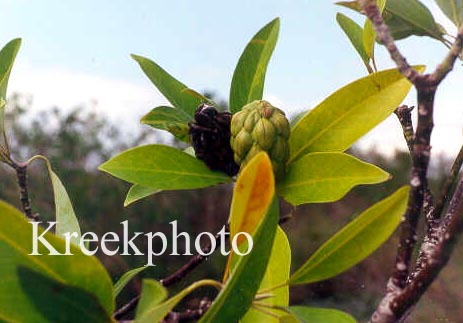 Magnolia virginiana