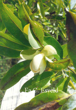 Magnolia virginiana