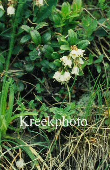 Vaccinium vitis-idaea