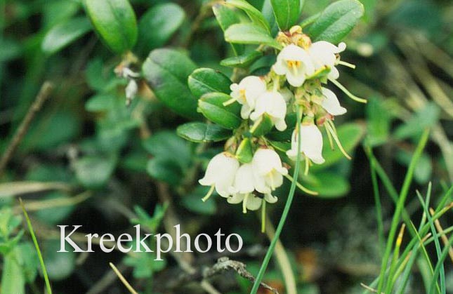 Vaccinium vitis-idaea