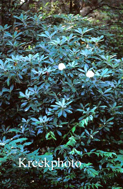 Rhododendron maximum