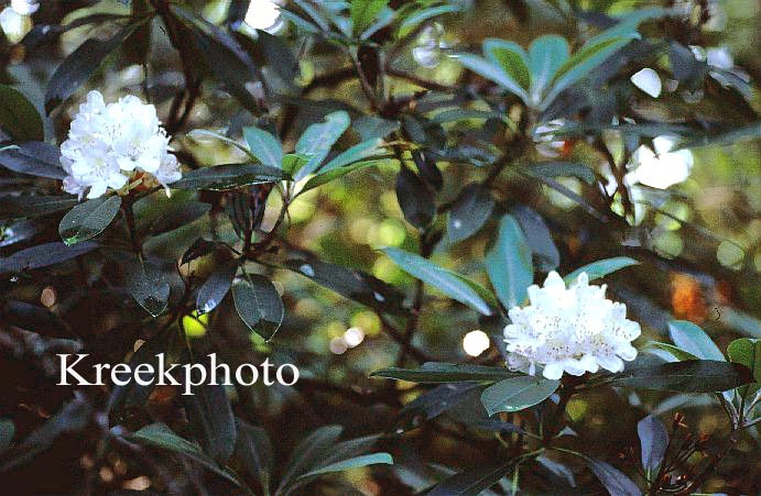 Rhododendron maximum