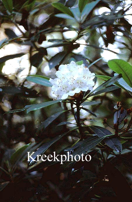 Rhododendron maximum