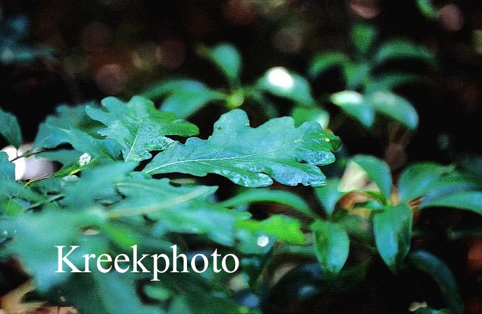 Quercus alba