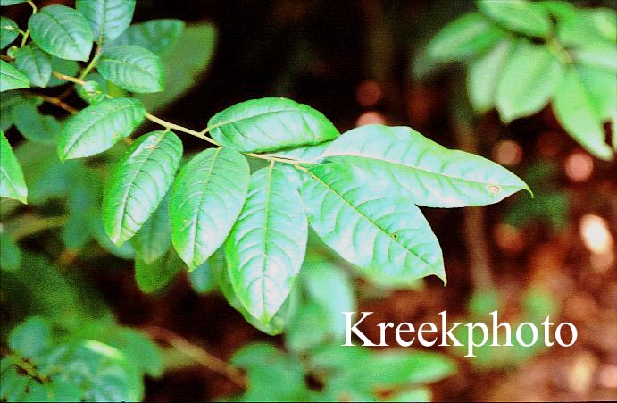 Oxydendrum arboreum