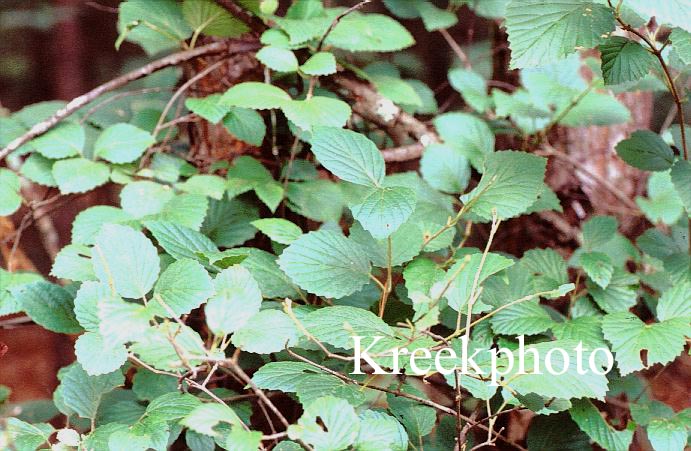 Hamamelis virginiana