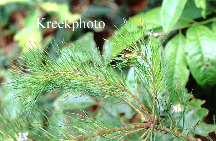 Pinus rigida