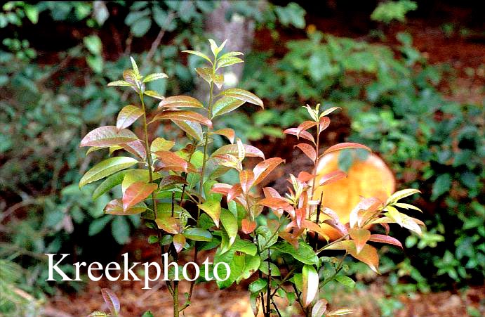 Oxydendrum arboreum