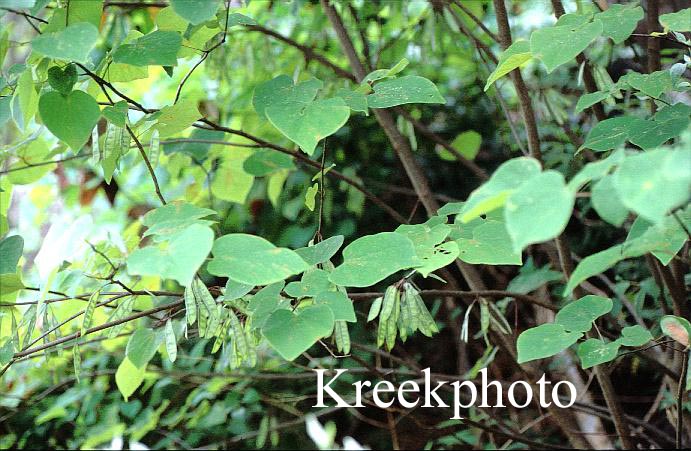 Cercis canadensis