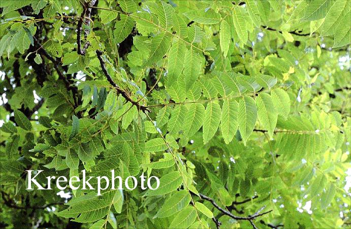 Celtis occidentalis