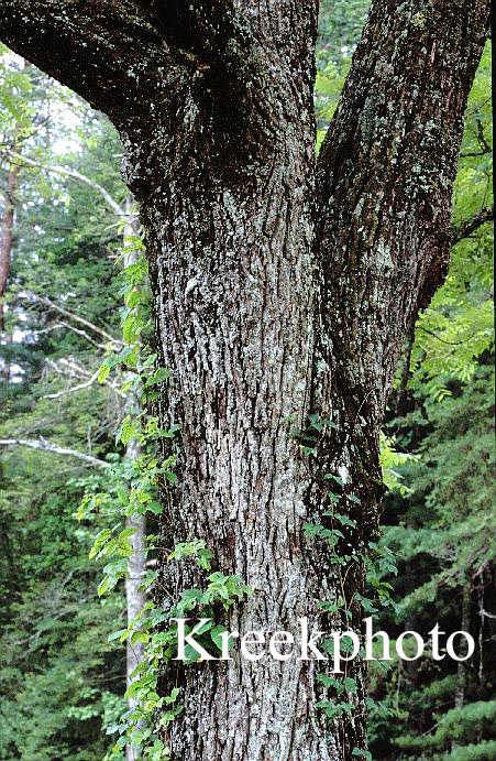 Celtis occidentalis