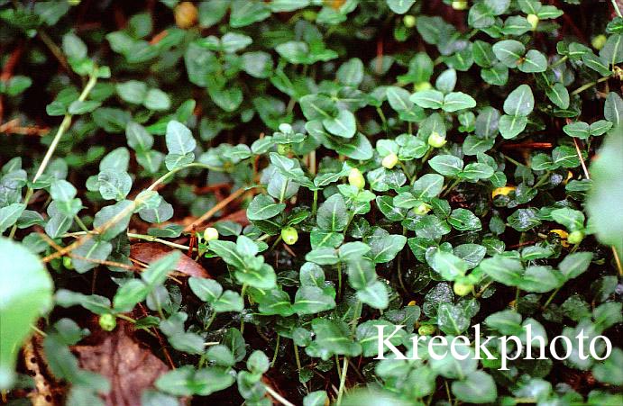 Mitchella repens